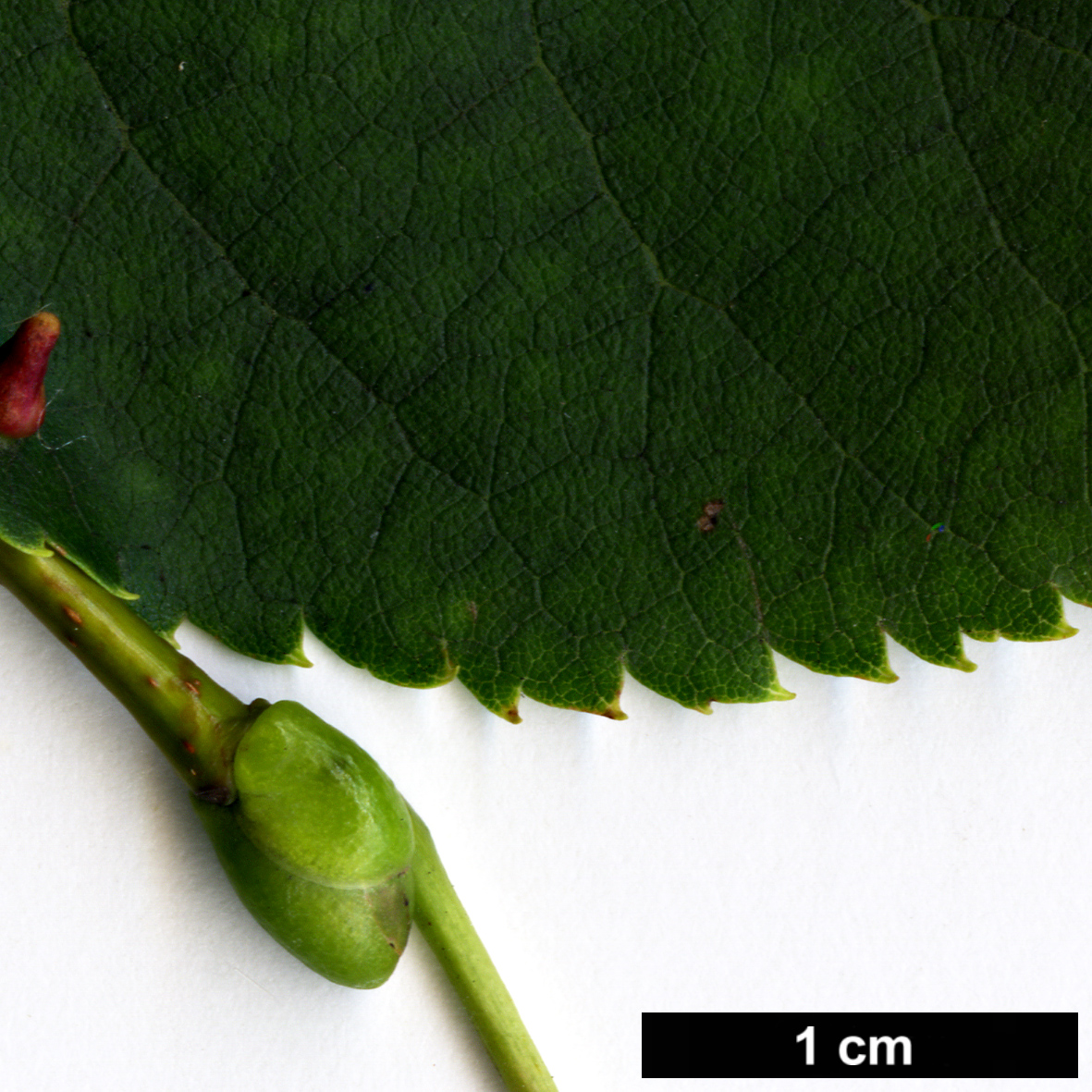 High resolution image: Family: Malvaceae - Genus: Tilia - Taxon: cordata